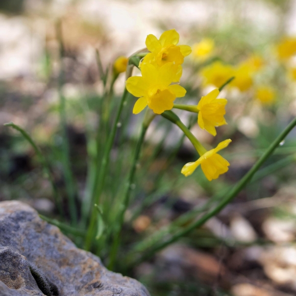 Narcissus assoanus